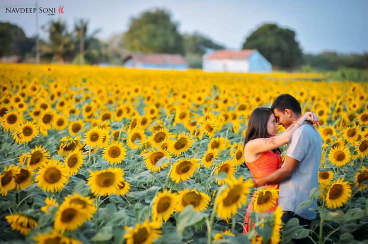 Sunflower or Lavender Fields For Pre Wedding Shoot